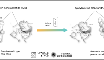 cofactor-switch on proteins via molecular engineering
