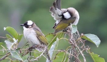 Pair of Pycnotus sinensis atop tree