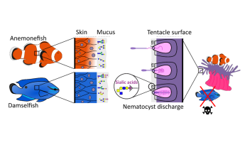 Reduced sialic acid levels help anemonefish avoid stings from sea anemones