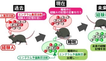 エングラム予備軍 解説