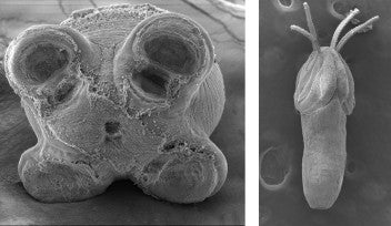 Two photos from scanning electron microscopes, showing the newfound species of tapeworms.