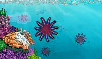 Graphic illustration of the research story, showing a stylized crown-of-thorns starfish in a coral reef under attack getting baited with a cloud of nice-smelling pheromones to an awaiting diver with an injection rod. 