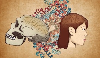 Graphic illustration of the main findings of the paper, showing a Neanderthal skull on the left and a modern human head on the right. The 3D protein structure of the ADSL enzyme is visualized in the background.