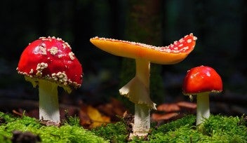 A photo of three red capped, white stem mushrooms sitting on a forest floor carpeted in brown fallen leaves and soft green moss. Credit: Pixabay (https://pixabay.com/photos/mushrooms-moss-disc-fungus-fungus-8644983/)