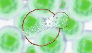 Graphical illustration of multiple proteins being recruited from across the interior of a yeast cell to help repair the cell membrane at the site of damage.