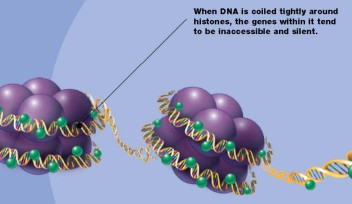 Histones Spooling DNA