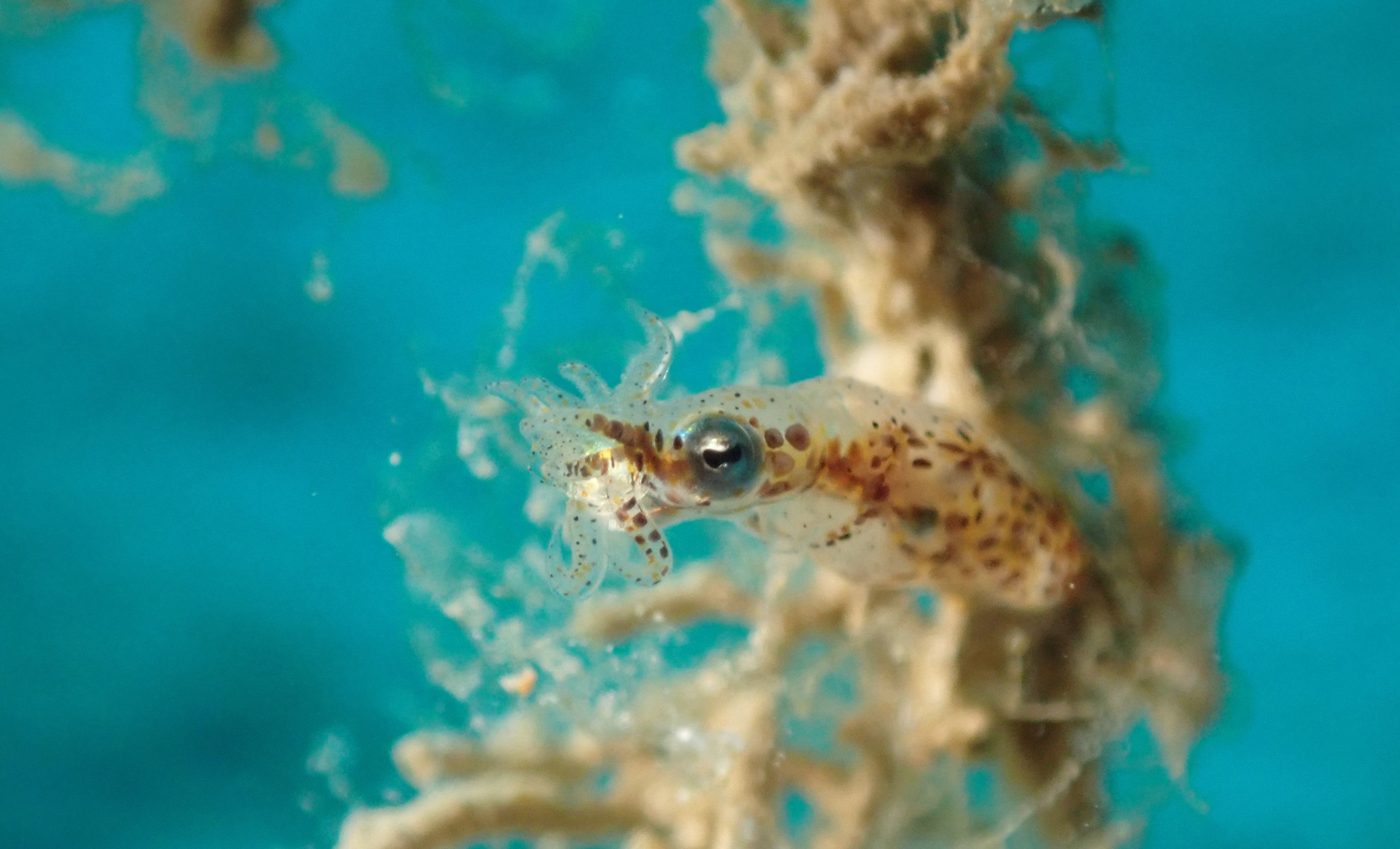 pygmy squid (Idiosepius sp.)