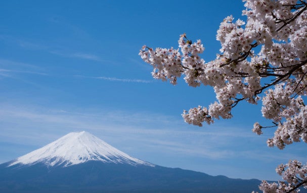 Mt. Fuji and Yoshino cherry blossoms