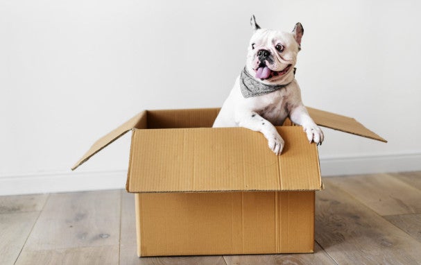 Moving with Pets