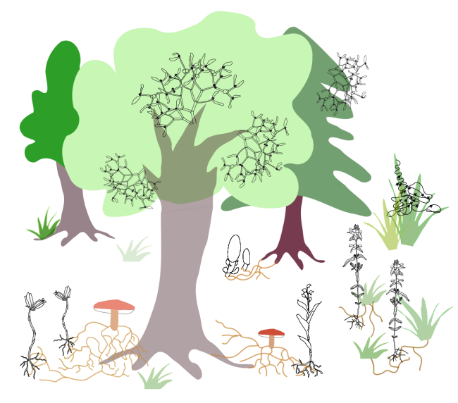 Various life forms of heterotrophic plants, including holoparasitic plants, hemiparasitic plants, partially mycoheterotrophic plants, and fully heterotrophic plants.