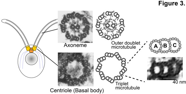 Centriole and flagellar axoneme structures