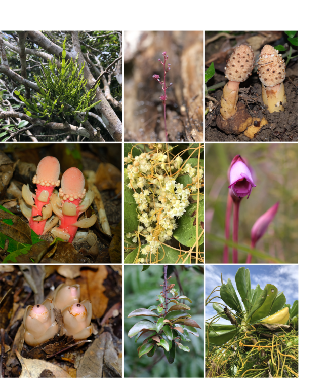 Okinawan parasitic and mycoheterotrophic plants.