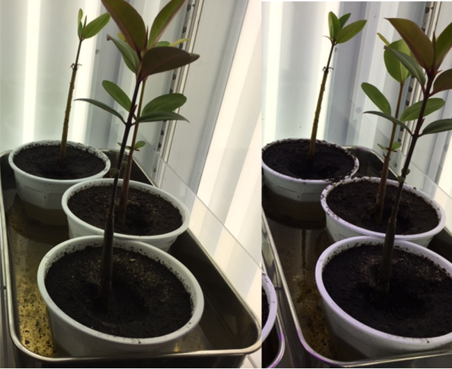 stg_Matin_research biotron grown
