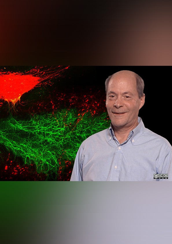 Dr. Thomas Kornberg