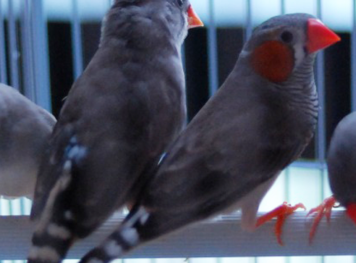 zebrafinches