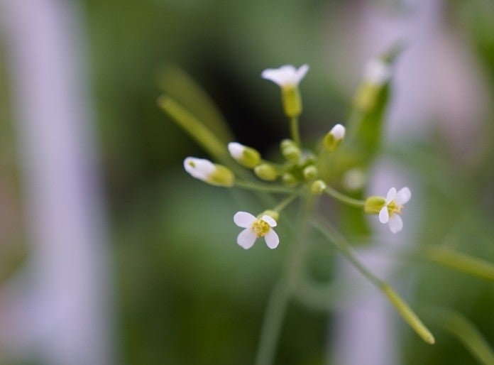 Arabidopsis