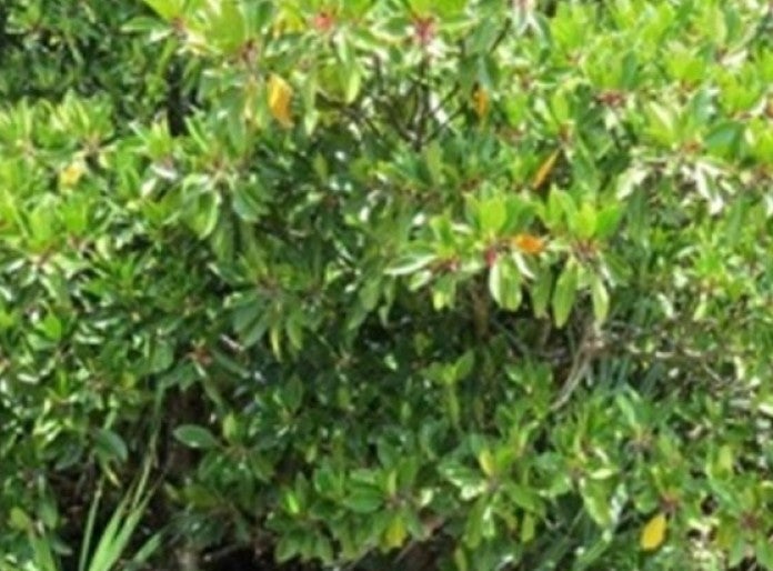 Mangrove_peu1