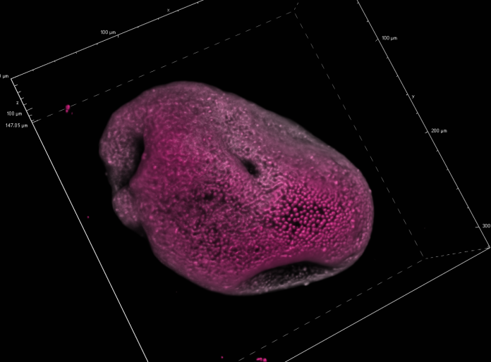 2 photon image of a cell