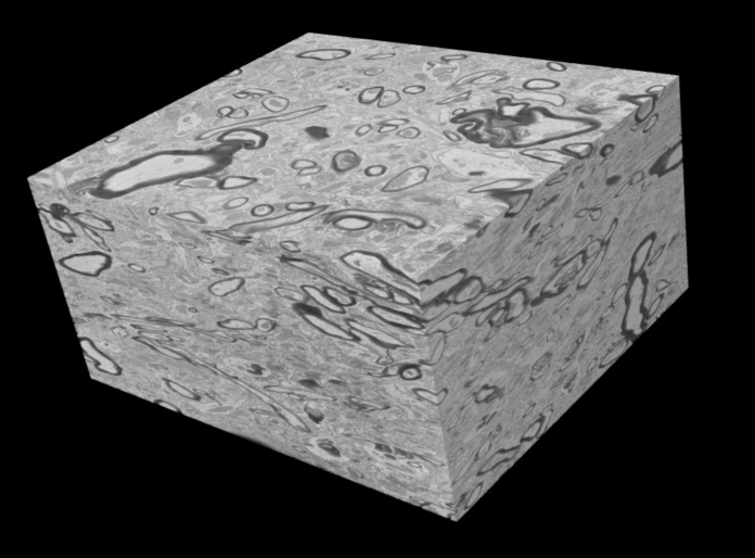 A 3-Dimensional image stack taken with slice and view imaging
