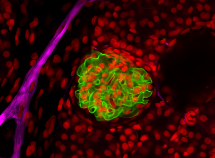 Confocal microscopy image of a kidney sections