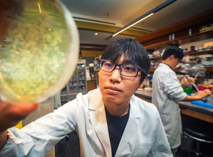 a researcher observing sample