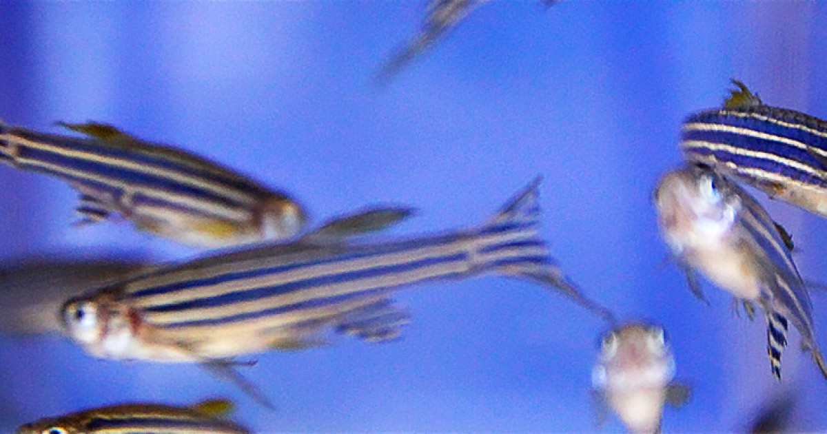魚類ゲノム進化３億年の謎に迫る 沖縄科学技術大学院大学 Oist