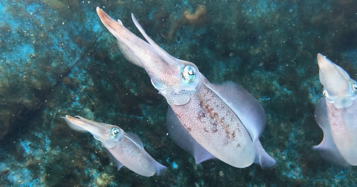 Squid recorded color-matching substrate for the first time