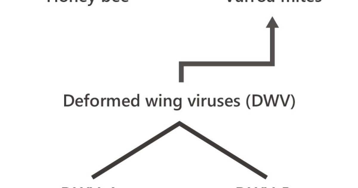 Deformed Wing Viruses Are Transmitted To Bees By Parasitic Varroa Mites