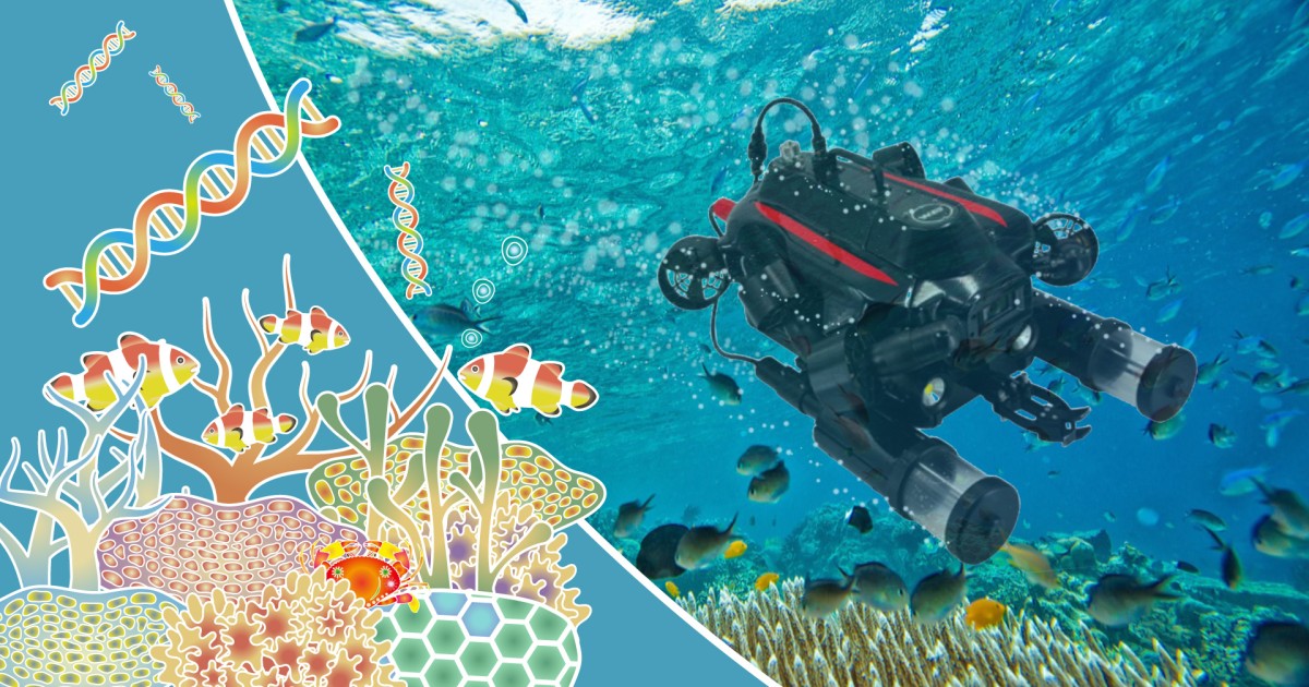 Corals create structures to promote reef recovery • Mares - Scuba Diving  Blog