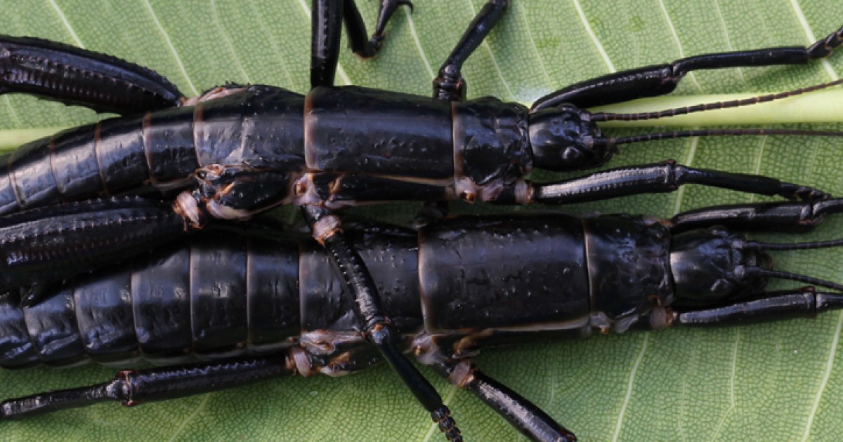 幻の昆虫 ロードハウナナフシ は生きていた 再発見の物語 沖縄科学技術大学院大学 Oist