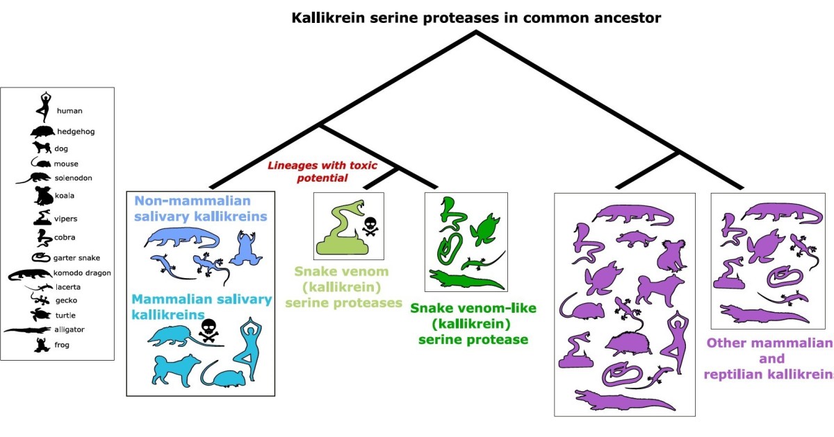 Evolutionary Tree Of Kallikrein Serine Proteases | Okinawa Institute Of ...