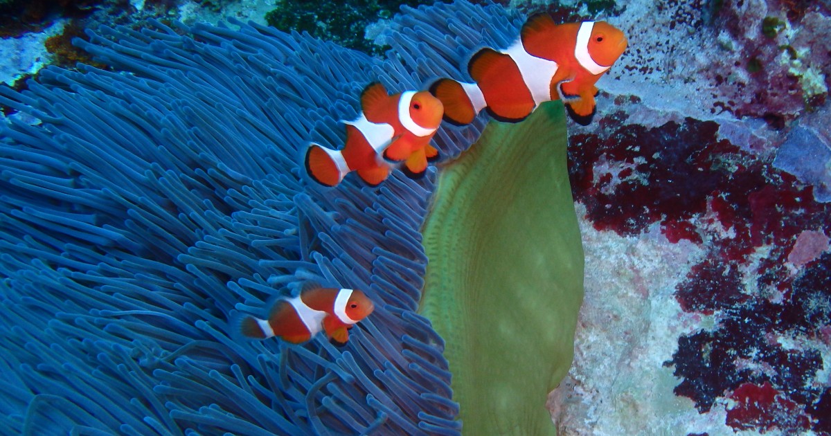 カクレクマノミの仔魚の大冒険：大奮闘のミニ・アスリートたち | 沖縄