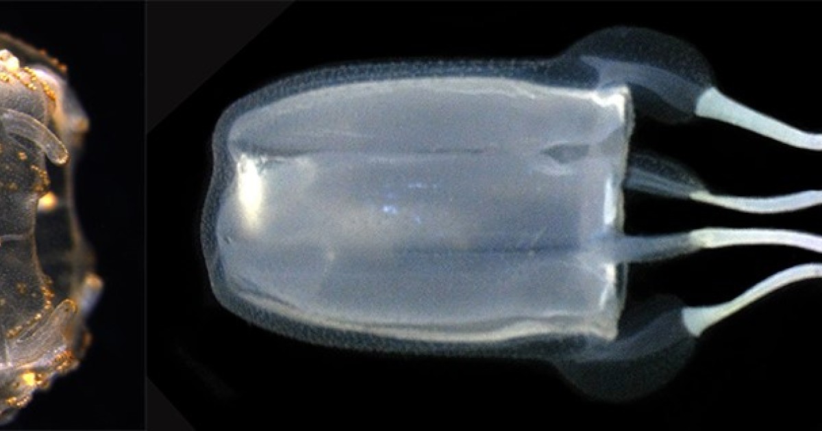 Juvenile and Adult Japanese Giant Box Jellyfish (Morbakka virulenta 